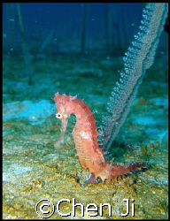 the red sea horse.

Sabang Wreck, PG Philippines

the... by Chen Ji 